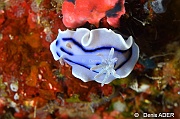 Chromodoris willani-Wakatobi Sawa Fan garden-16m-20180528nuit-Denis-ADER-DSC_1556_tn